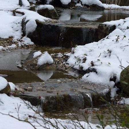 Teich im Winter
